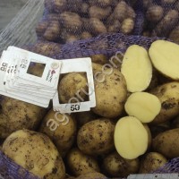 Картофель Ривьера