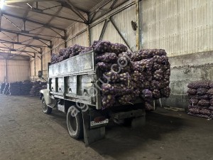 Картофель - АРИЗОНА КОЛОМБО МАНИФЕСТ