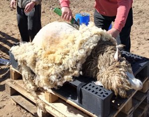 Шерсть овечья (не мытая)