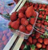 Свежая клубника опт
