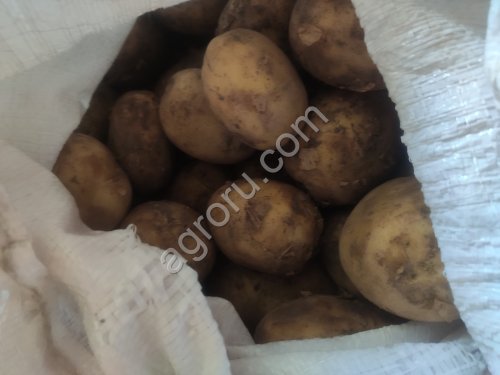 Картофель