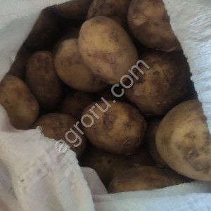 Картофель