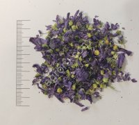 Мальва цвет