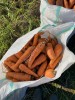 Морковь от КФХ