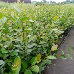 Кизильник блестящий, бирючина