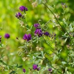 Семена люцерны