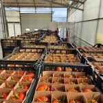 Свежие томаты