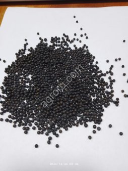 Вика озимая