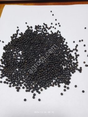 Вика озимая