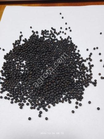 Вика озимая