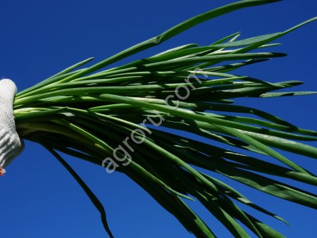 Лук шалот на зелень