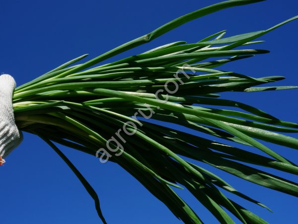 Лук шалот на зелень