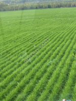 Овсяница луговая