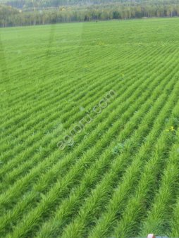 Овсяница луговая