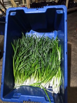 лук перо зелень