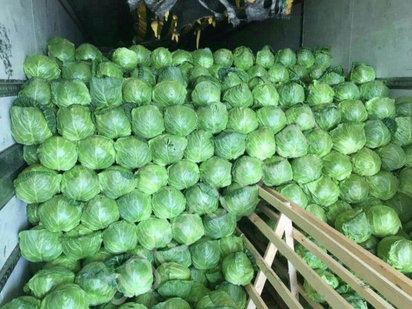 капуста белокочанная оптом от призводителя