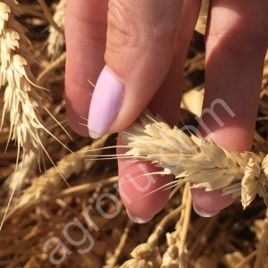 Семена озимой пшеницы сорт Школа