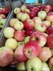 Яблоки оптом урожай года