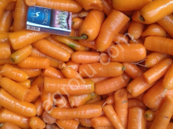 морковь нестандартная