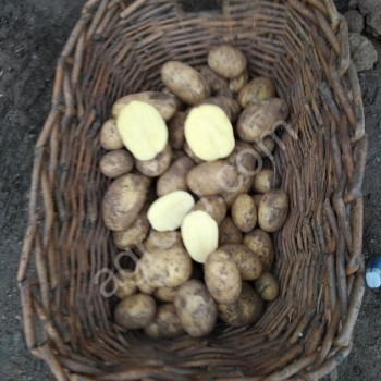 Картофель в сетках