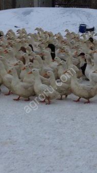 домашнюю утку