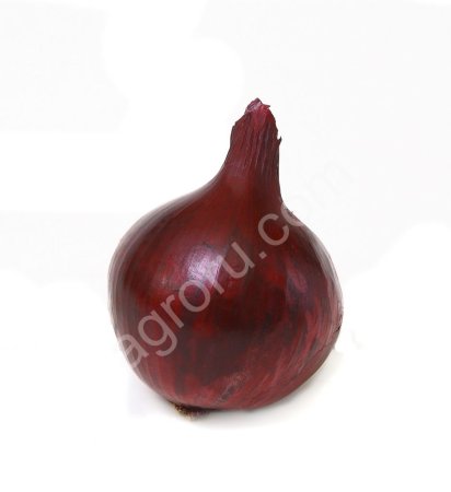 Семена репчатого лука сорта Черный принц