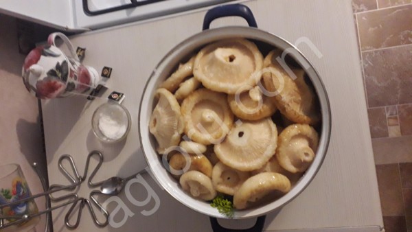 Грибы