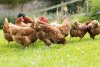 Цыплята бройлера живым весом и куры несушка и молодка.