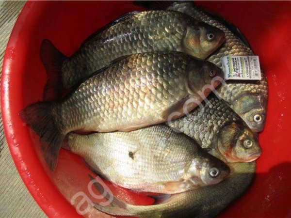 свежую речную рыбу оптом