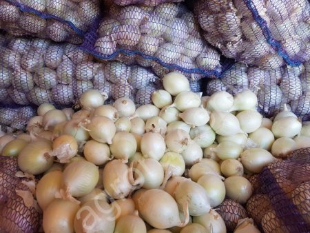 Лук репчатый белый