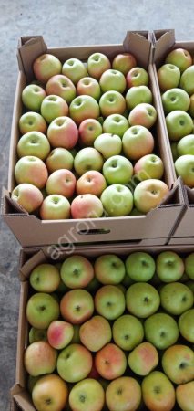 Яблоко сорт Чемпион.