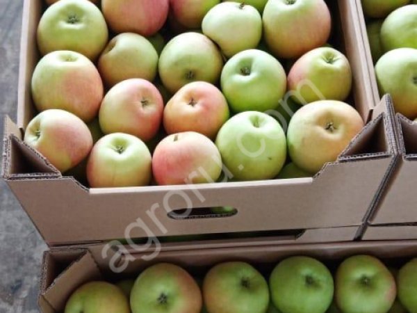 Яблоко сорт Чемпион.