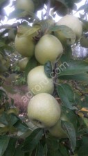 Яблоки оптом от производителя (Гала Роял, Гала Барон , Джоника, Джонаголд, Симеренко, Флорина)