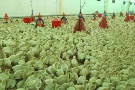 птенцов индейки