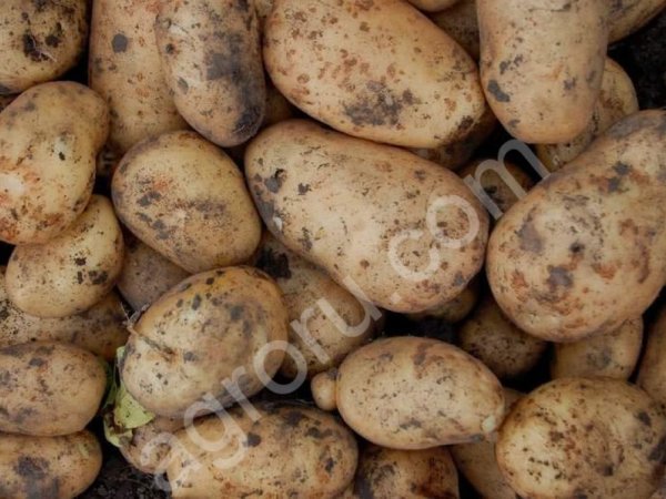 Картофель оптом