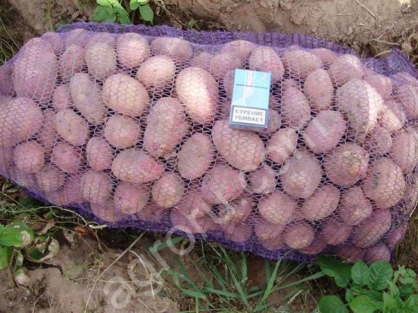 Катрофель оптом, сорт Беллароза