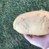 крупный белый картофель оптом