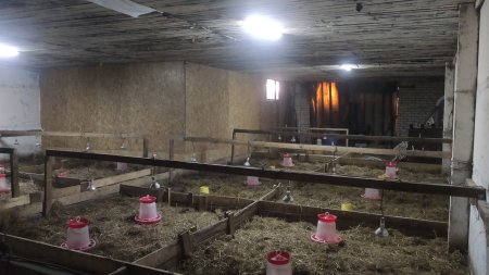 Птицеферма