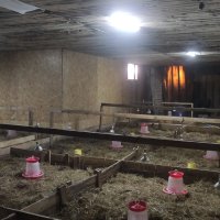 Птицеферма