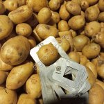 Картофель на переработку