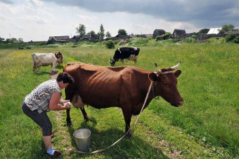 Российскую деревню убивают. Начали со скотины