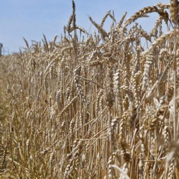 Рынок волнуется, раз - Краткий обзор зерновой отрасли