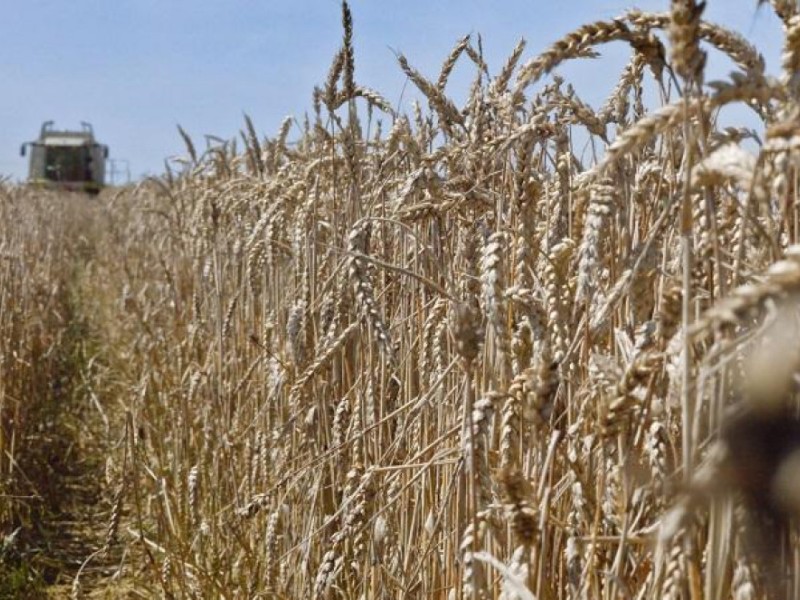 Рынок волнуется, раз - Краткий обзор зерновой отрасли