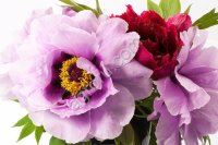 саженец пиона