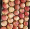 Яблоки оптом Гала Шнига 65-80 1сорт