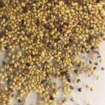 Семена Клевер