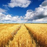 хозяйство 4.974 гектара