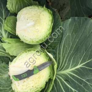 Капуста