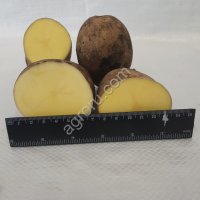 Картофель отборный