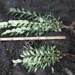 Кизильник блестящий